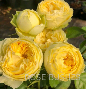 ����� ������. Lemon Pompom. (����. ��������.)